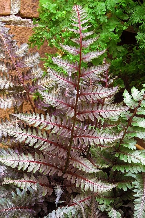 Regal Red Japanese Painted Fern - 1 Gallon Pot - Image 4