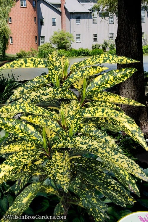Hosoba Hoshifu Variegated Aucuba (Japanese Laurel) - 3 Gallon Pot - Image 4