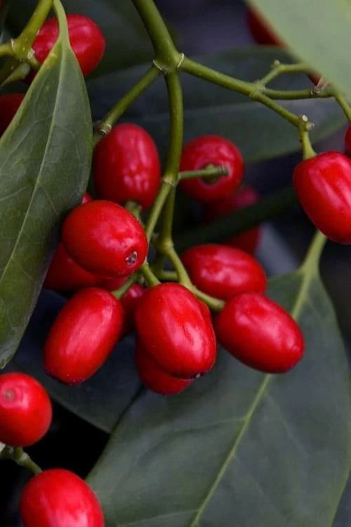 Sawtoothed Aucuba Serratifolia - 1 Gallon Pot - Image 5