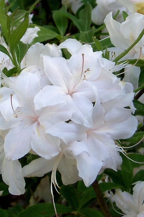 White Lights Cold Hardy Azalea - 1 Gallon Pot - Image 5