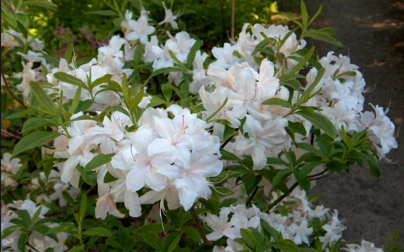 White Lights Cold Hardy Azalea - 1 Gallon Pot - Image 6