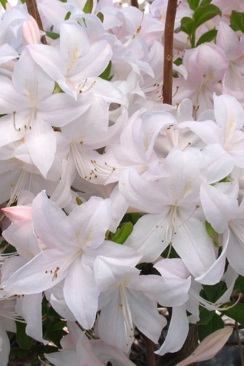 White Lights Cold Hardy Azalea - 1 Gallon Pot - Image 4