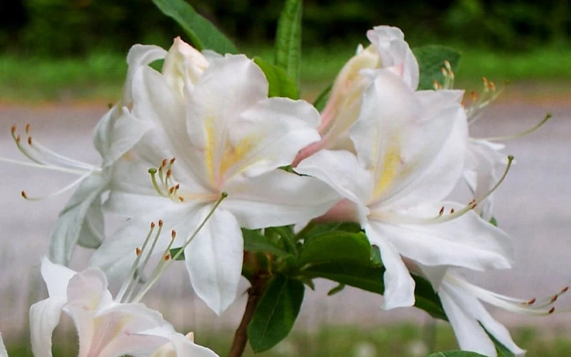 White Lights Cold Hardy Azalea - 1 Gallon Pot - Image 8