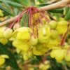 Foundation Evergreen Barberry (Berberis Replicata) - 1 Gallon Pot