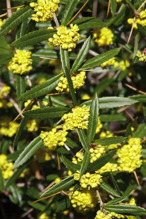 Foundation Evergreen Barberry (Berberis Replicata) - 1 Gallon Pot - Image 5