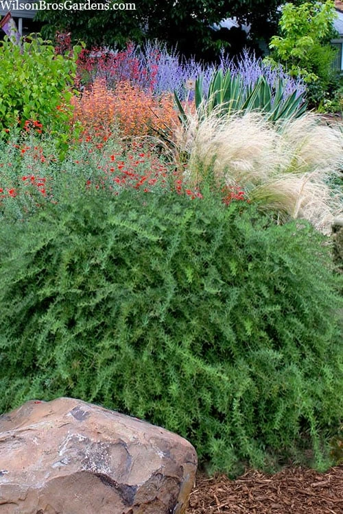 Foundation Evergreen Barberry (Berberis Replicata) - 1 Gallon Pot - Image 4