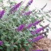 Lo & Behold Blue Chip Junior Butterfly Bush - 1 Gallon Pot
