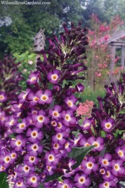 Blueberry Pie Dwarf Butterfly Bush (Buddleia) - 3 Gallon Pot