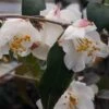 Snowbells Camellia (Camellia Transarisanensis) - 3 Gallon Pot