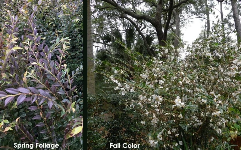 Snowbells Camellia (Camellia Transarisanensis) - 3 Gallon Pot - Image 6