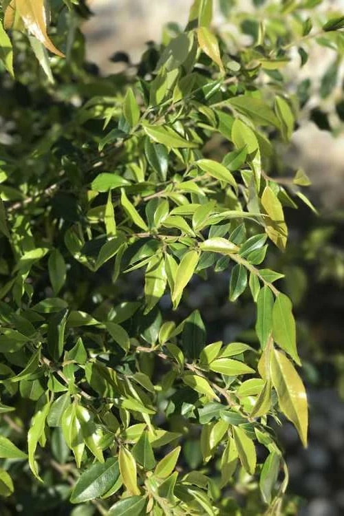 Snowbells Camellia (Camellia Transarisanensis) - 3 Gallon Pot - Image 5