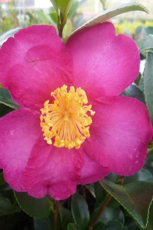 Hiryu Camellia Sasanqua - 3 Gallon Pot - Image 5