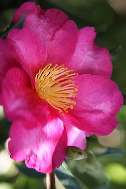 Hiryu Camellia Sasanqua - 3 Gallon Pot - Image 4