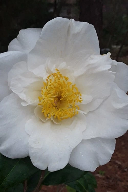 Colonial Dame Camellia - 3 Gallon Pot - Image 5