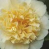 Jury's Yellow Camellia - 3 Gallon Pot