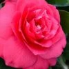 Rose Dawn Camellia Japonica - 3 Gallon Pot