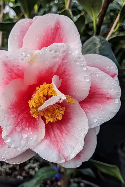 Sadaharu Oh Camellia - 3 Gallon Pot - Image 5