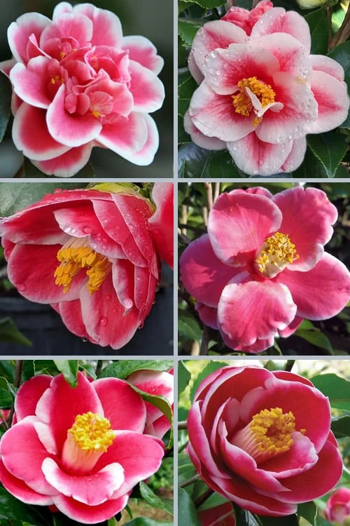 Sadaharu Oh Camellia - 3 Gallon Pot - Image 4