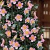 Maggie's Pink Camellia - 3 Gallon Pot
