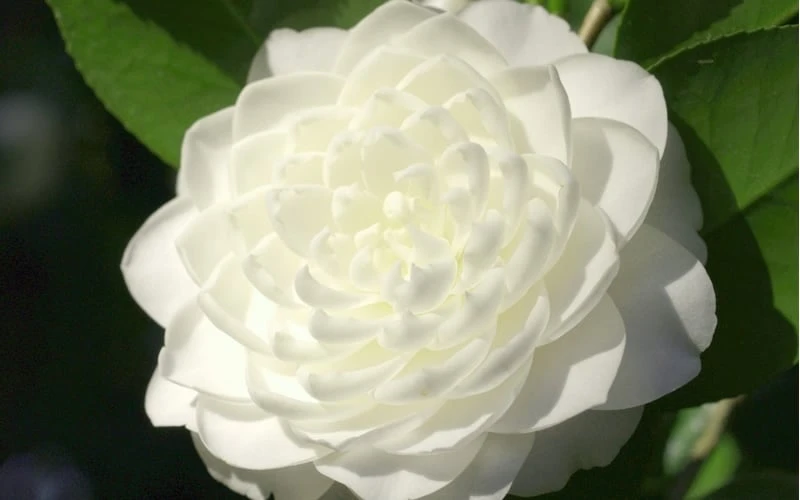 Sea Foam White Camellia Japonica - 3 Gallon Pot - Image 4
