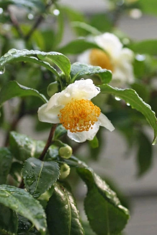 Small Leaf Tea Plant (Camellia Sinensis) - 3 Gallon Pot - Image 4