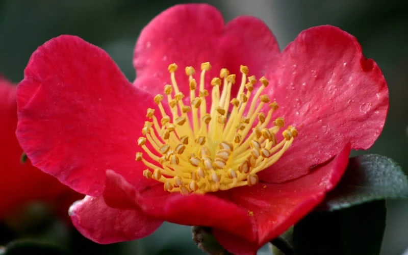 Yuletide Camellia Sasanqua - 7 Gallon Pot (3-4') - Image 7