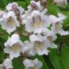 Southern Catalpa Tree - 3 Gallon Pot