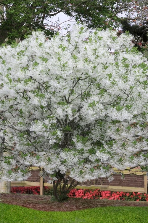 Grancy Graybeard - White Fringe Tree - 3 Gallon Pot - Image 4
