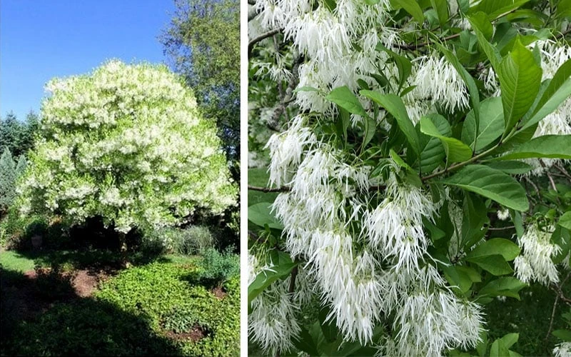 Grancy Graybeard - White Fringe Tree - 7 Gallon Pot (2-3') - Image 5