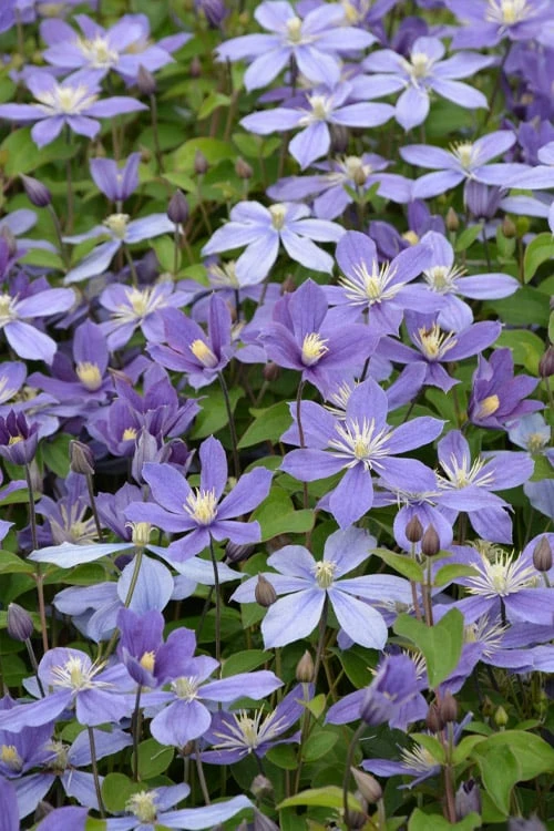 Arabella Clematis - 1 Gallon Pot - Image 7