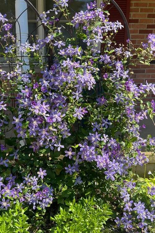 Arabella Clematis - 1 Gallon Pot - Image 6