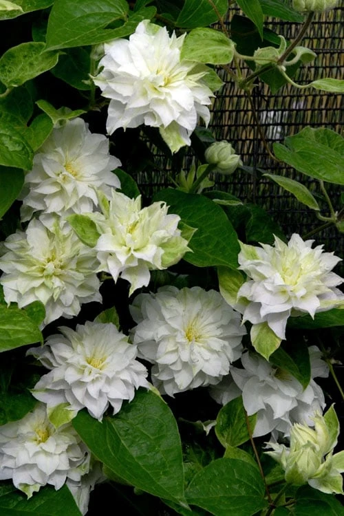 Arctic Queen Clematis - 1 Gallon Pot - Image 4