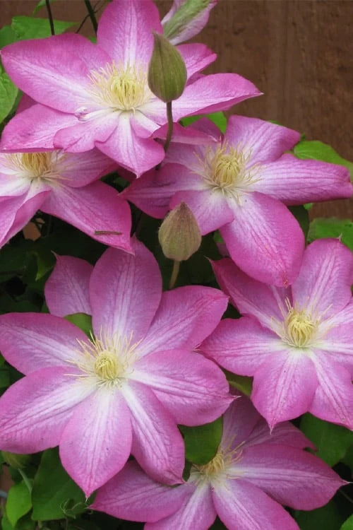 Asao Clematis - 1 Gallon Pot - Image 6
