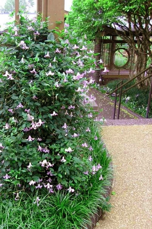 Betty Corning Clematis - 1 Gallon Pot - Image 6