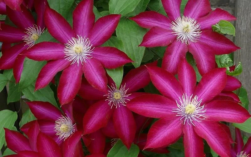 Bourbon Clematis - 1 Gallon Pot - Image 6