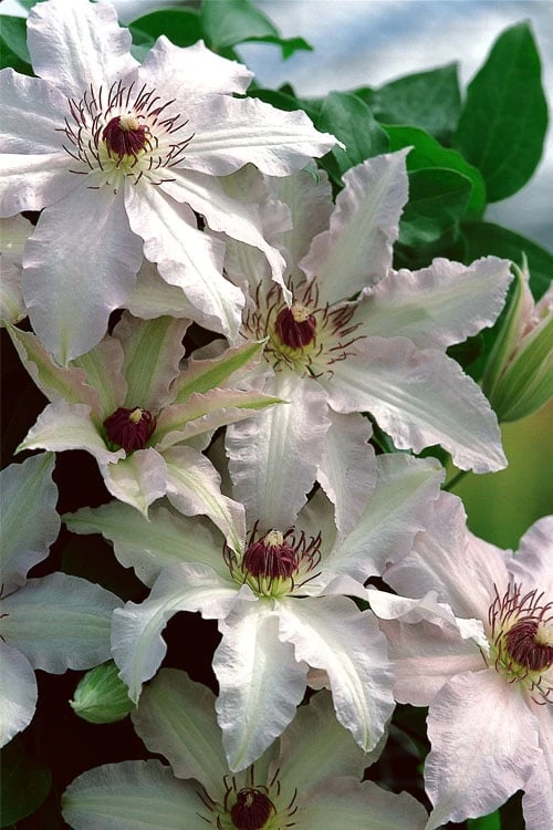 Clair De Lune Clematis - 1 Gallon Pot - Image 4