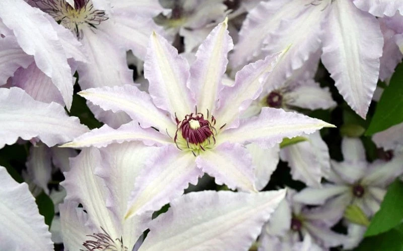 Clair De Lune Clematis - 1 Gallon Pot - Image 6