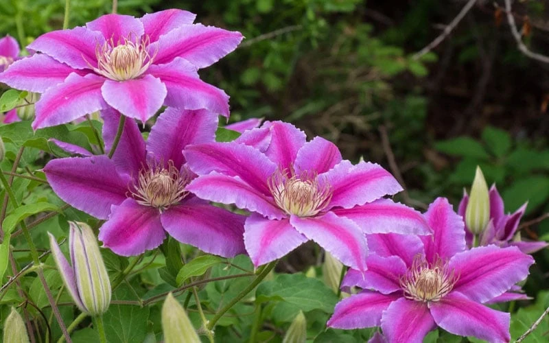 Dr. Ruppel Clematis - 1 Gallon Pot - Image 10