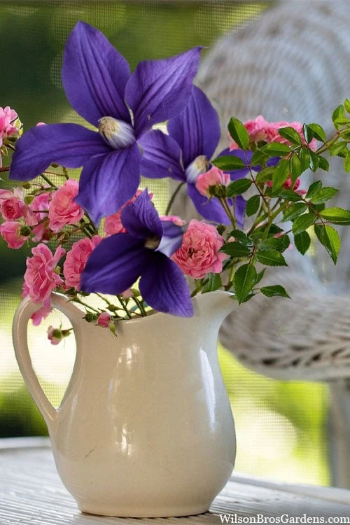 Durandii Clematis - 1 Gallon Pot - Image 5