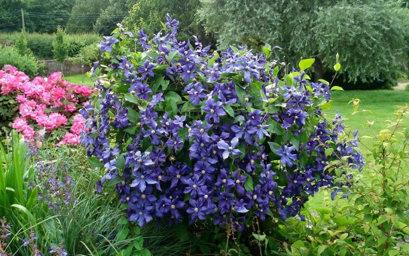 Durandii Clematis - 1 Gallon Pot - Image 6