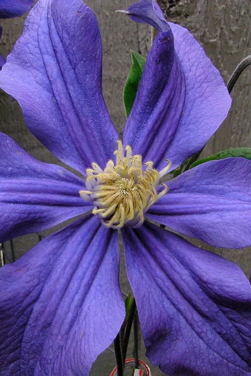 Durandii Clematis - 1 Gallon Pot - Image 11