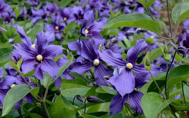 Durandii Clematis - 1 Gallon Pot - Image 8