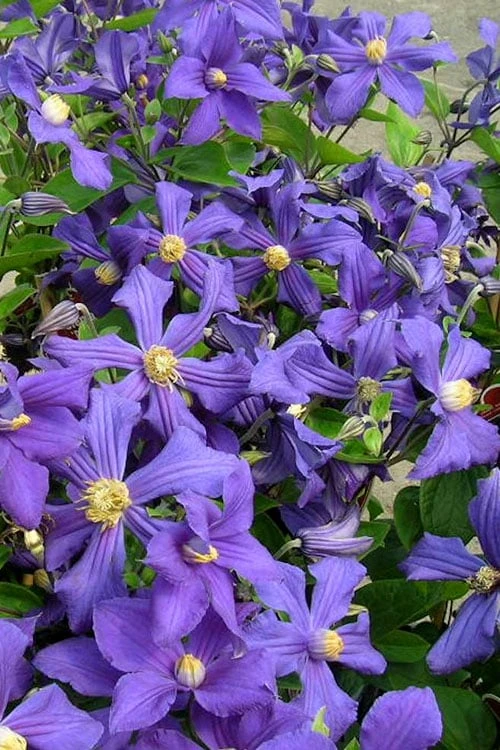 Durandii Clematis - 1 Gallon Pot - Image 9