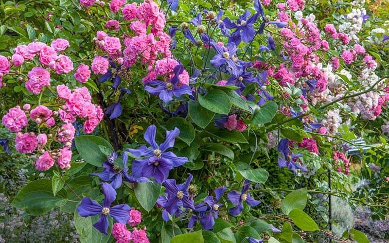 Durandii Clematis - 1 Gallon Pot - Image 4