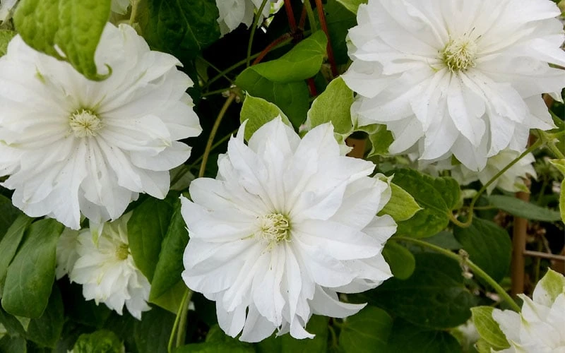 Duchess Of Edinburgh Clematis - 1 Gallon Pot - Image 5
