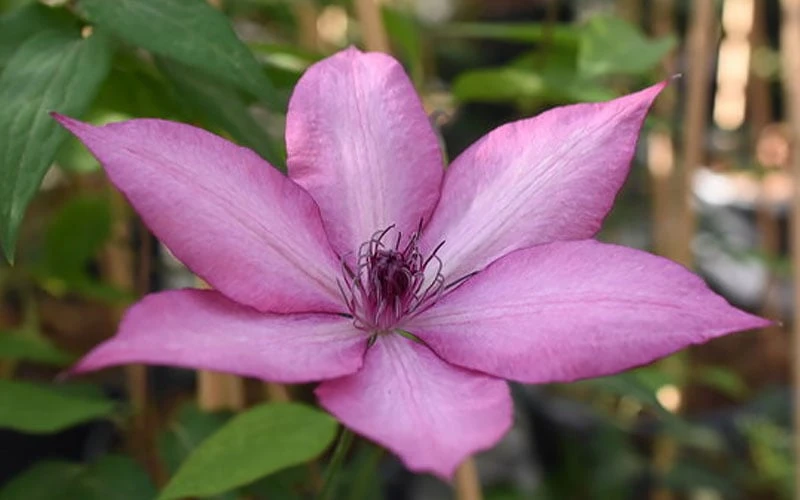 Giselle Clematis - 1 Gallon Pot - Image 6