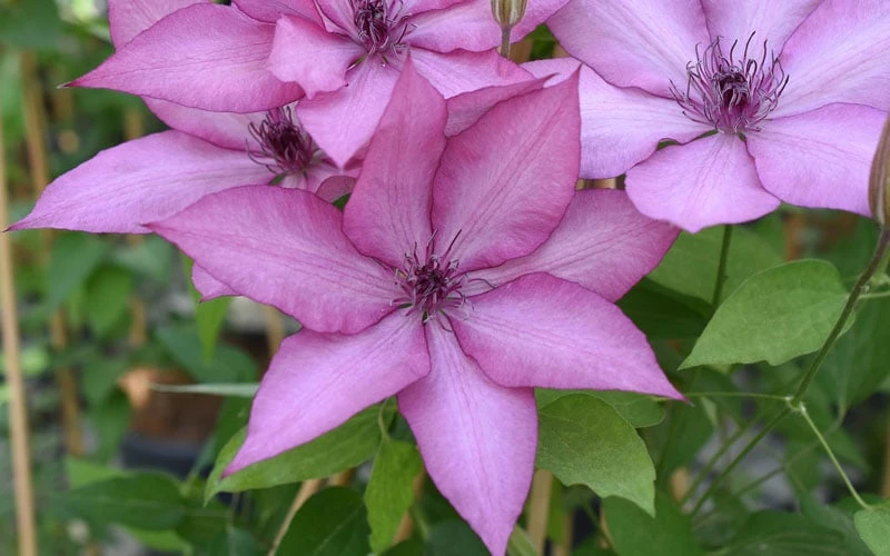 Giselle Clematis - 1 Gallon Pot - Image 5