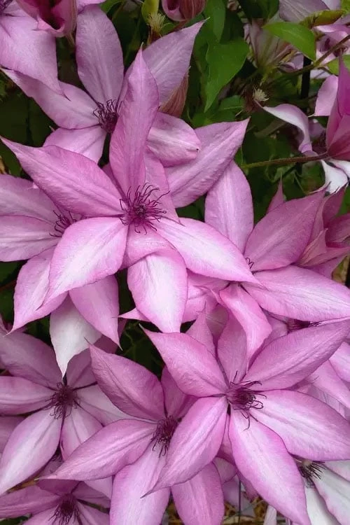 Giselle Clematis - 1 Gallon Pot - Image 4