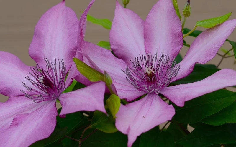 Giselle Clematis - 1 Gallon Pot - Image 8