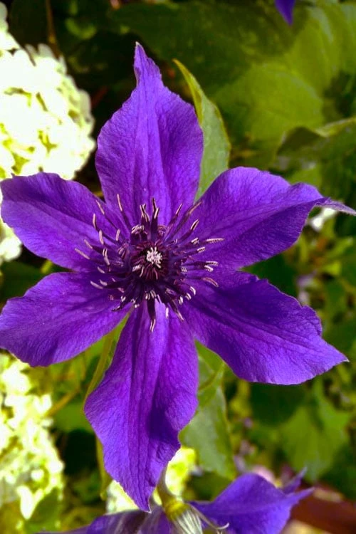 Guiding Promise Clematis - 1 Gallon Pot - Image 4